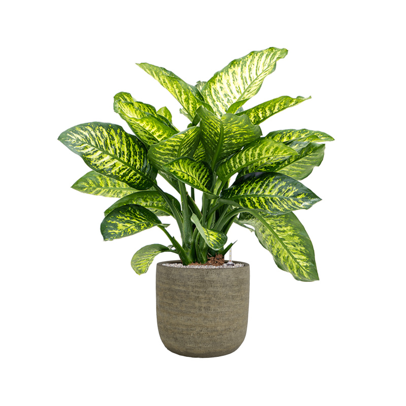  Dieffenbachia Maroba in Magna