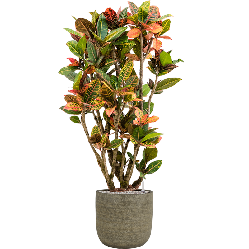 Croton Variegatum Petra in Magna Bruin
