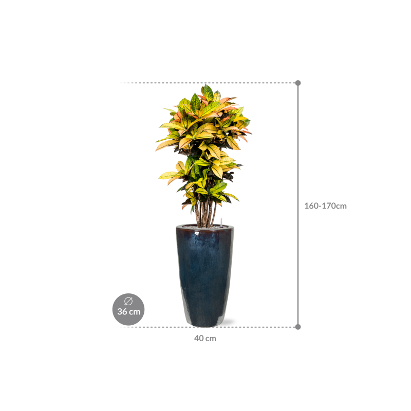 Croton Variegatum Mrs. Iceton in Emperador Partner Straight Metal