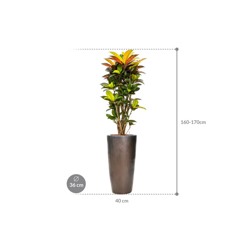 Croton Variegatum Mrs. Iceton in Emperador Partner Straight Brons