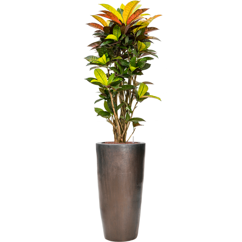 Croton Variegatum Mrs. Iceton in Emperador Partner Straight Brons