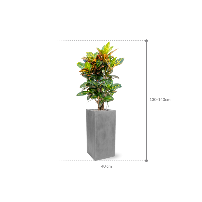 Croton Variegatum Petra in Fiberstone Bouvy Grijs