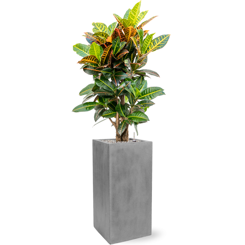 Croton Variegatum Petra in Fiberstone Bouvy Grijs