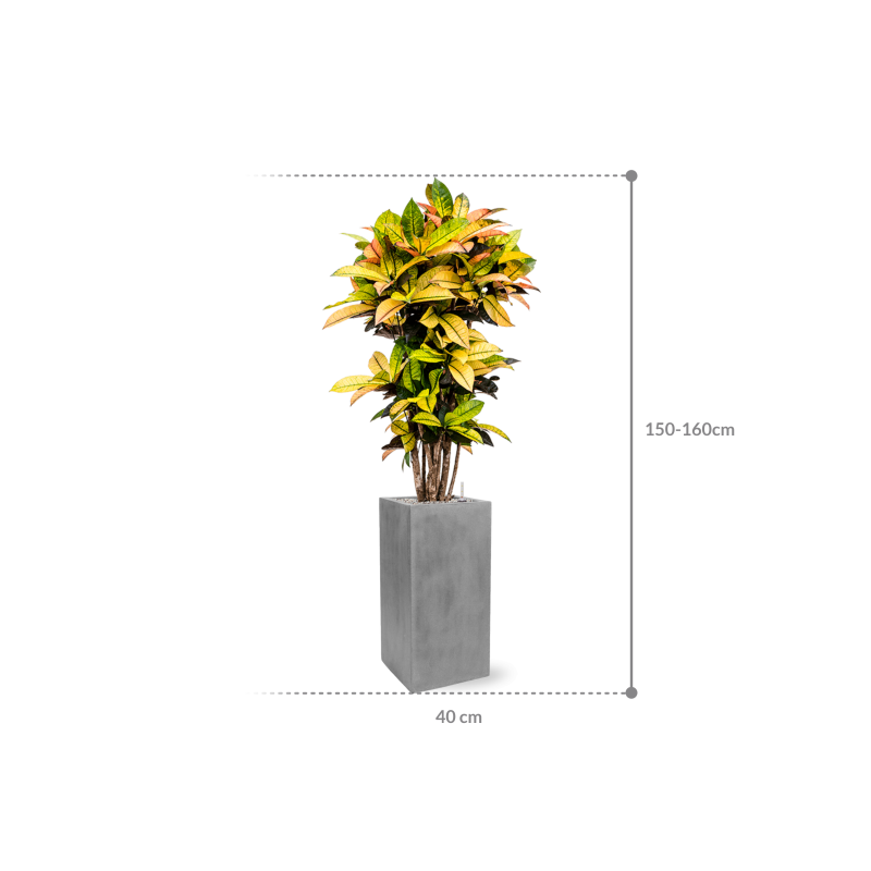 Croton Variegatum Mrs. Iceton in Fiberstone Bouvy Grijs
