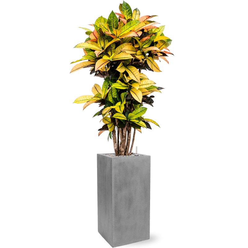 Croton Variegatum Mrs. Iceton in Fiberstone Bouvy Grijs
