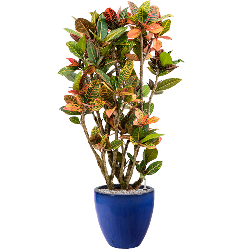 Croton Variegatum Petra in Emperador Couple Blauw