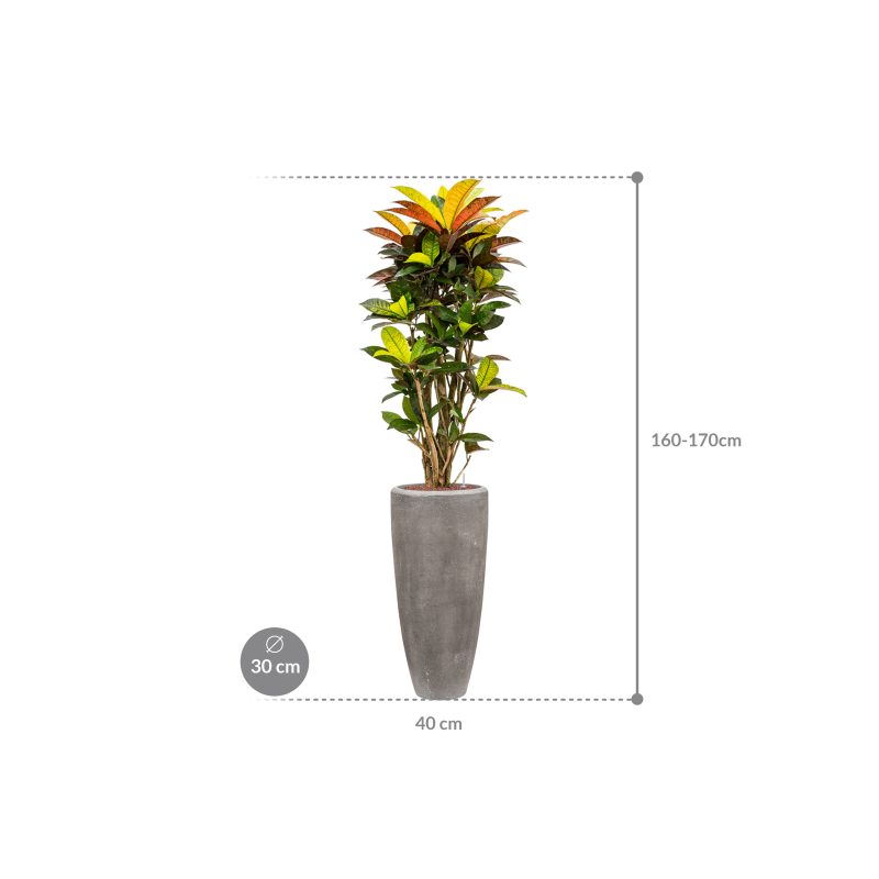 Croton Variegatum Mrs. Iceton in Polystone Partner Grijs