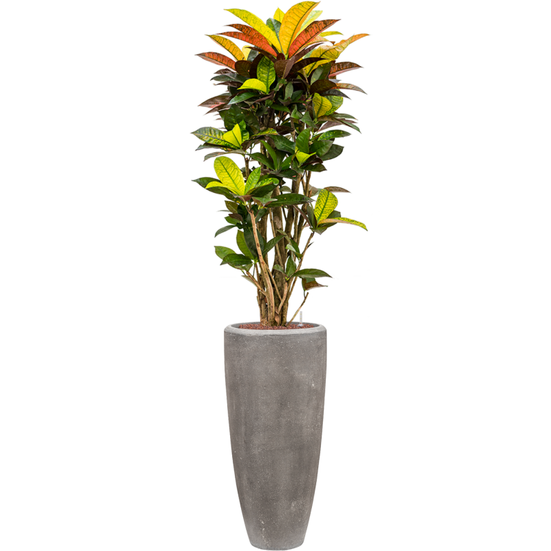 Croton Variegatum Mrs. Iceton in Polystone Partner Grijs