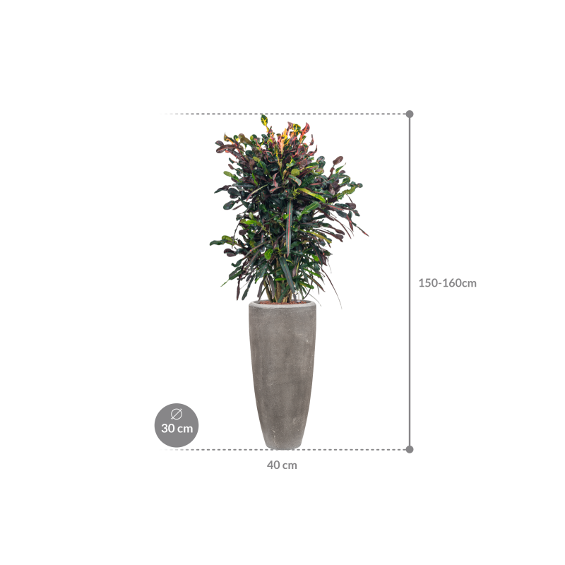 Croton Variegatum Mammi in Polystone Partner Grijs