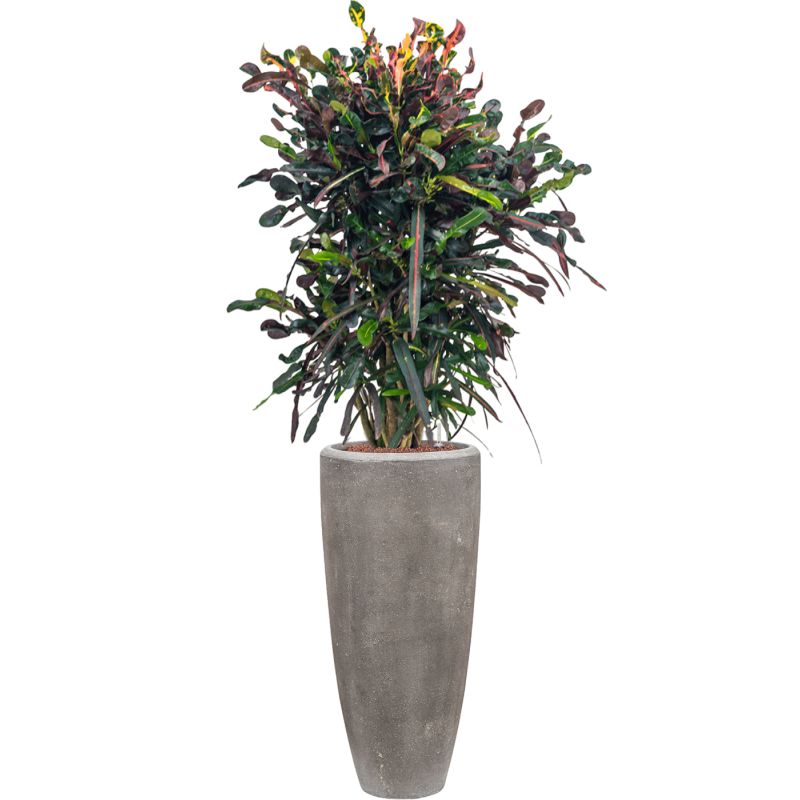 Croton Variegatum Mammi in Polystone Partner Grijs