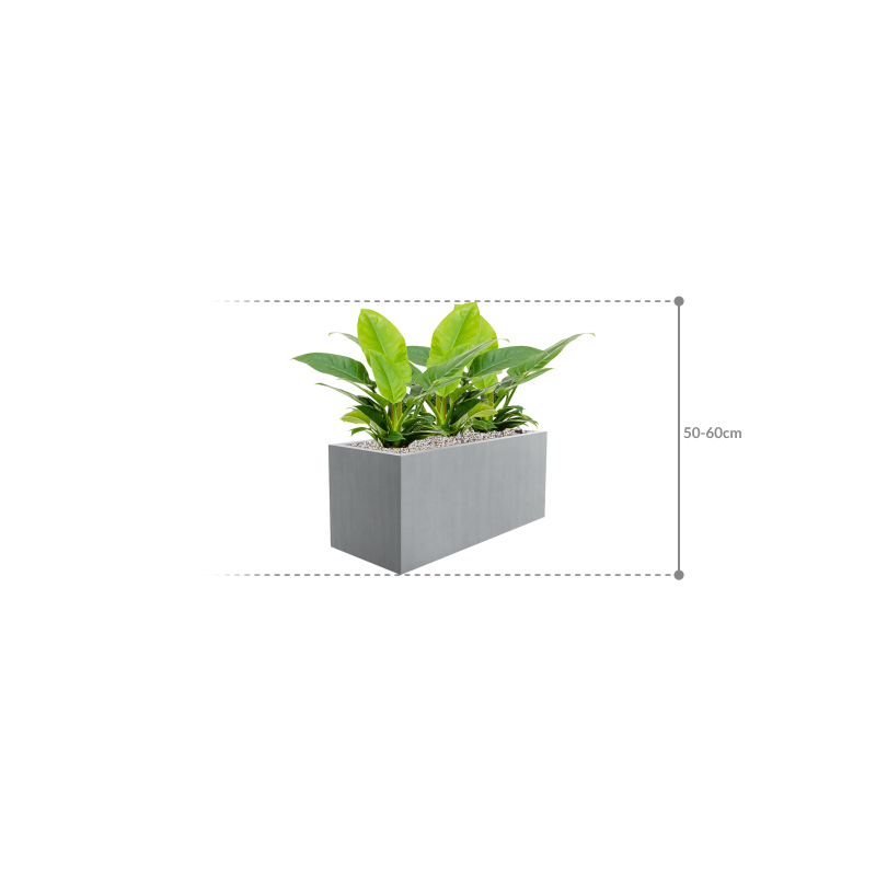 Philodendron Imperial Green in Argento