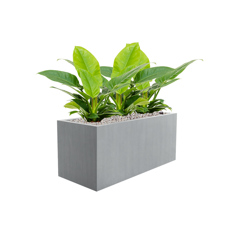 Philodendron Imperial Green in Argento