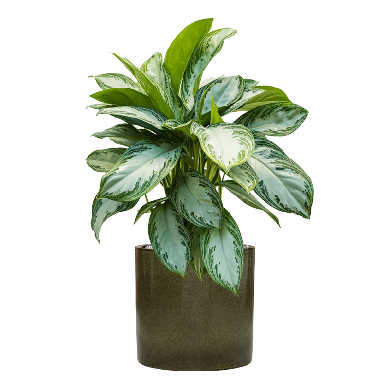 Aglaonema Silver Bay in Cylinder Ceramic Groen