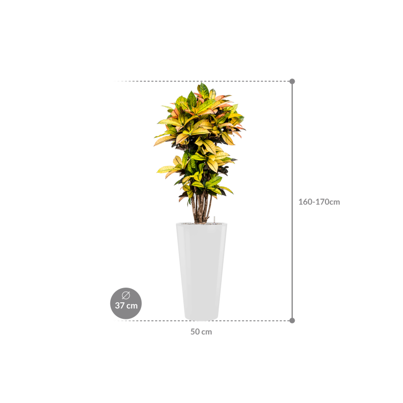 Croton Variegatum Mrs. Iceton in Runner Rond Wit
