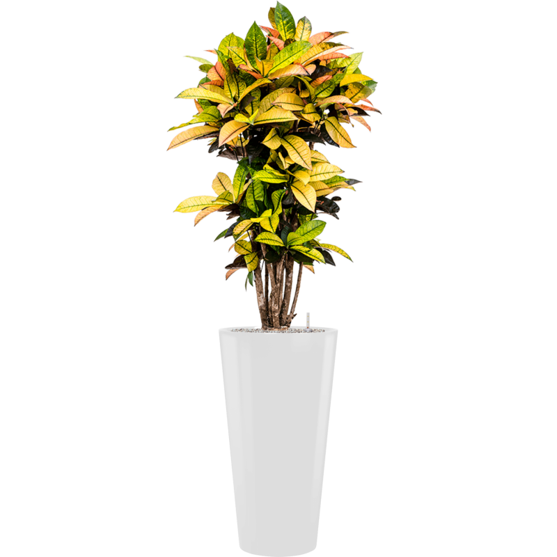 Croton Variegatum Mrs. Iceton in Runner Rond Wit