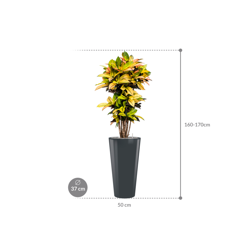 Croton Variegatum Mrs. Iceton in Runner Rond Antraciet