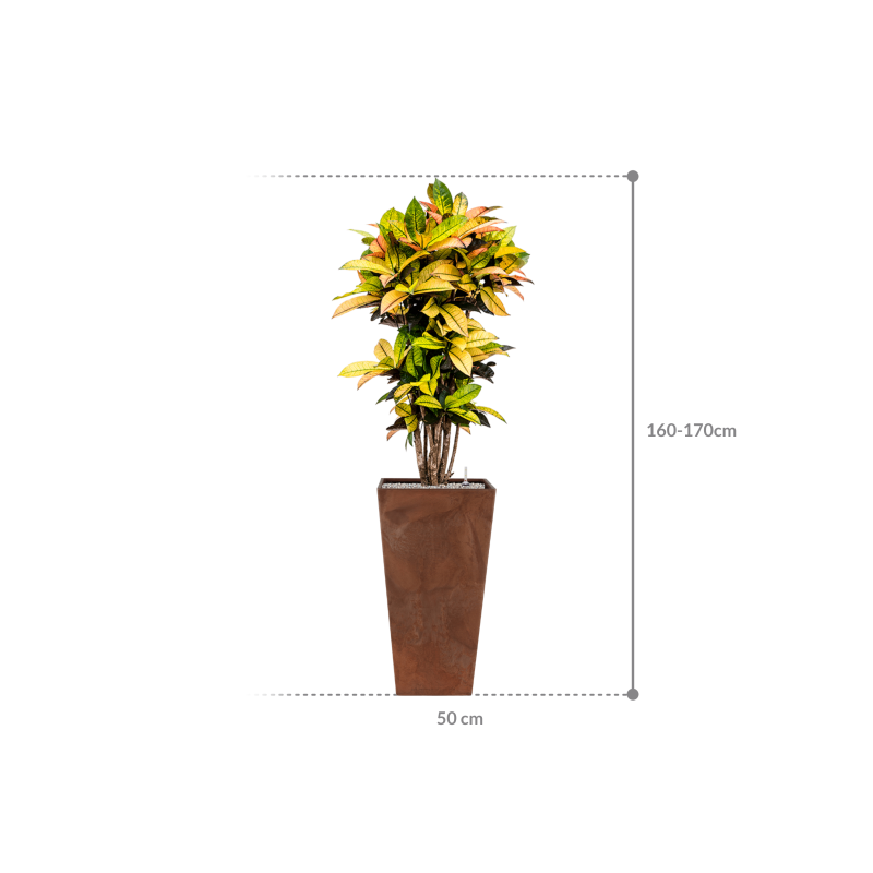 Croton Variegatum Mrs. Iceton in Artstone Ella Pot Hoog Bruin