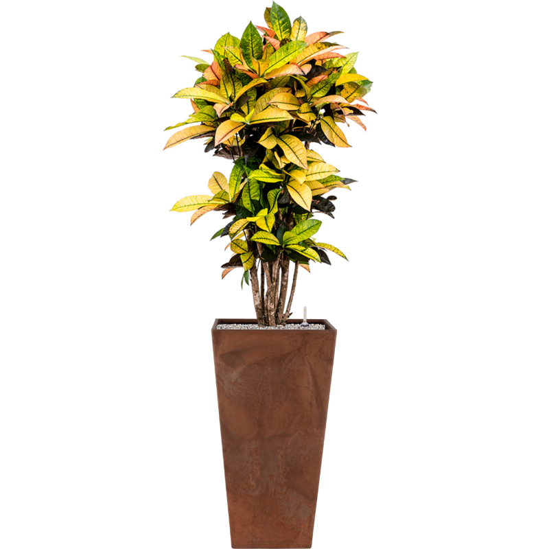 Croton Variegatum Mrs. Iceton in Artstone Ella Pot Hoog Bruin