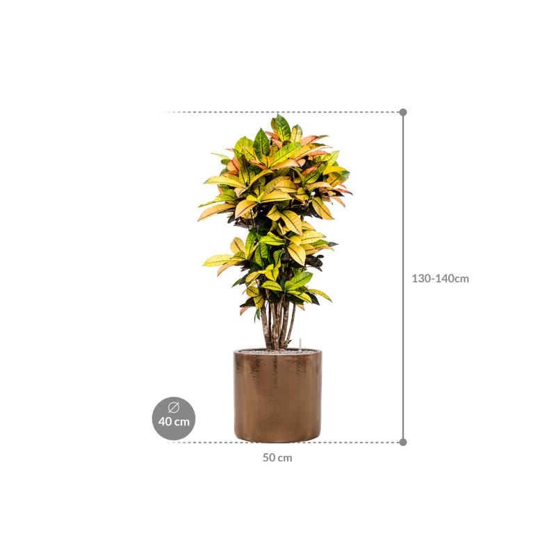 Croton Variegatum Mrs. Iceton in Cylinder Ceramic Goud