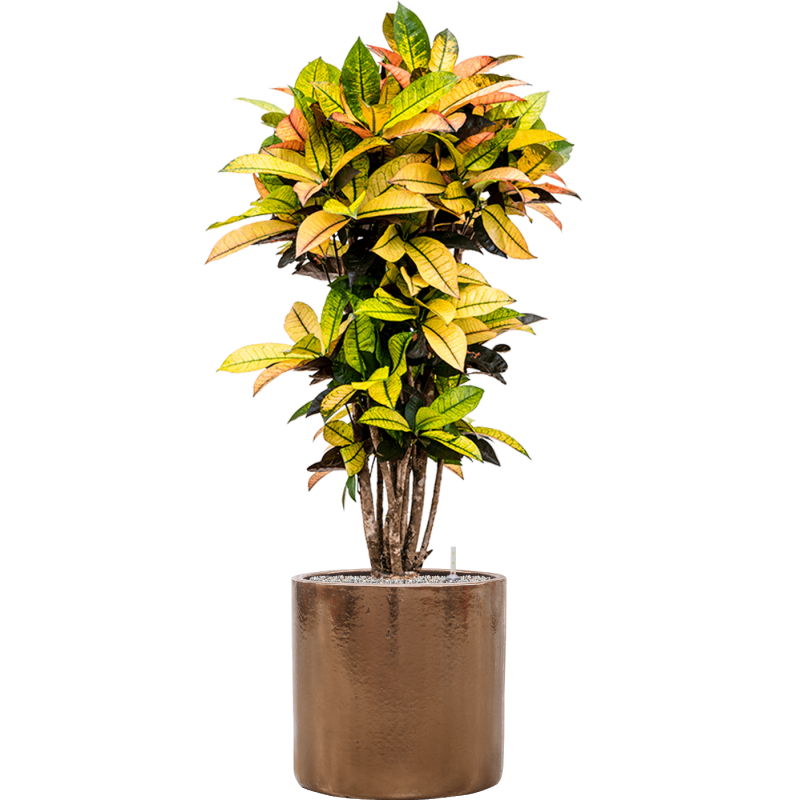 Croton Variegatum Mrs. Iceton in Cylinder Ceramic Goud