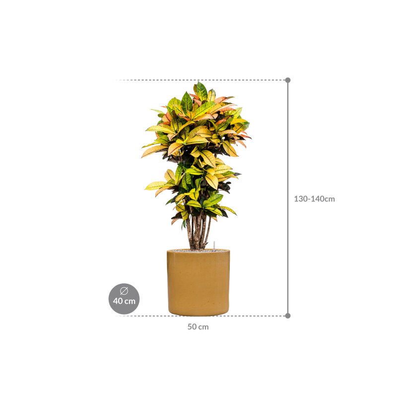 Croton Variegatum Mrs. Iceton in Cylinder Ceramic Honey