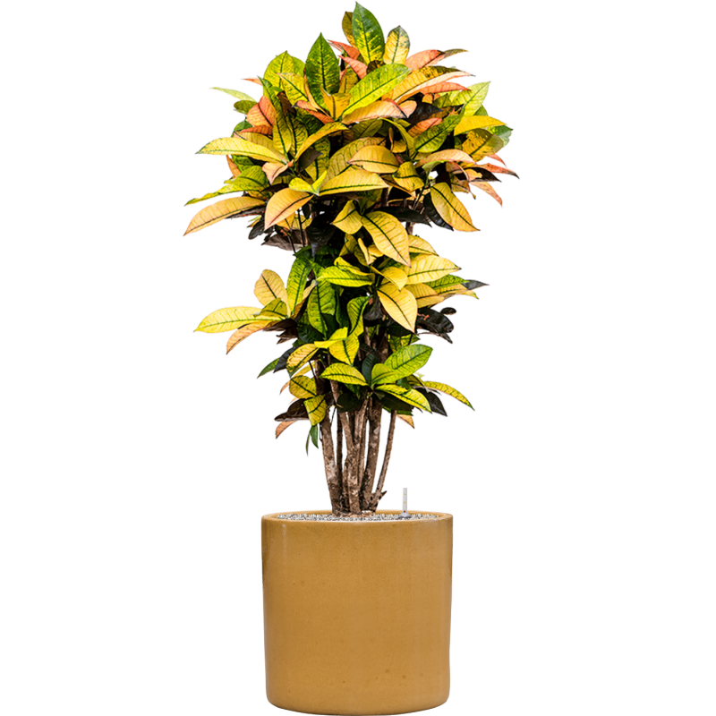 Croton Variegatum Mrs. Iceton in Cylinder Ceramic Honey