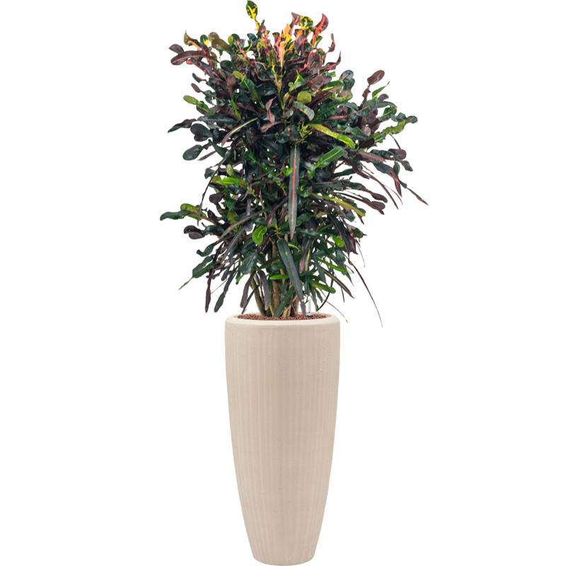 Croton variegatum Mammi in Polystone Partner Crème