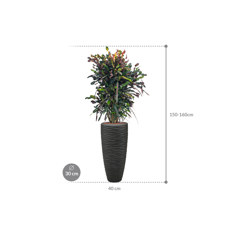 Croton Variegatum Mammi in Polystone Partner Seaside Zwart