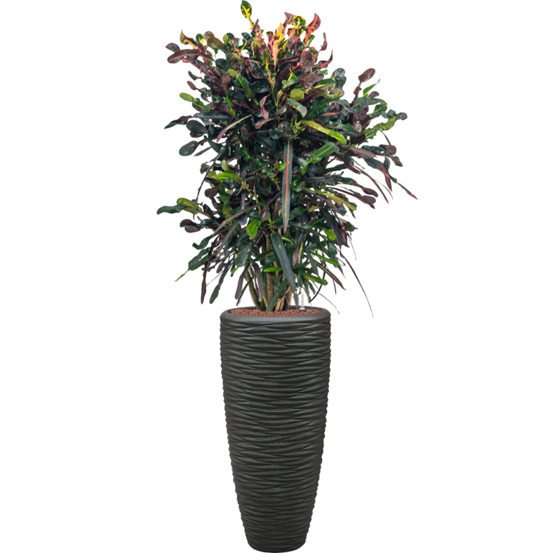Croton Variegatum Mammi in Polystone Partner Seaside Zwart