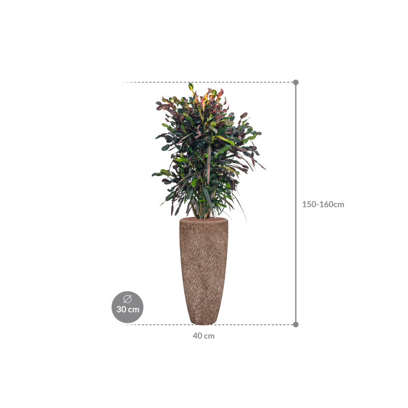Croton Variegatum Mammi in Polystone Partner Rock Bruin