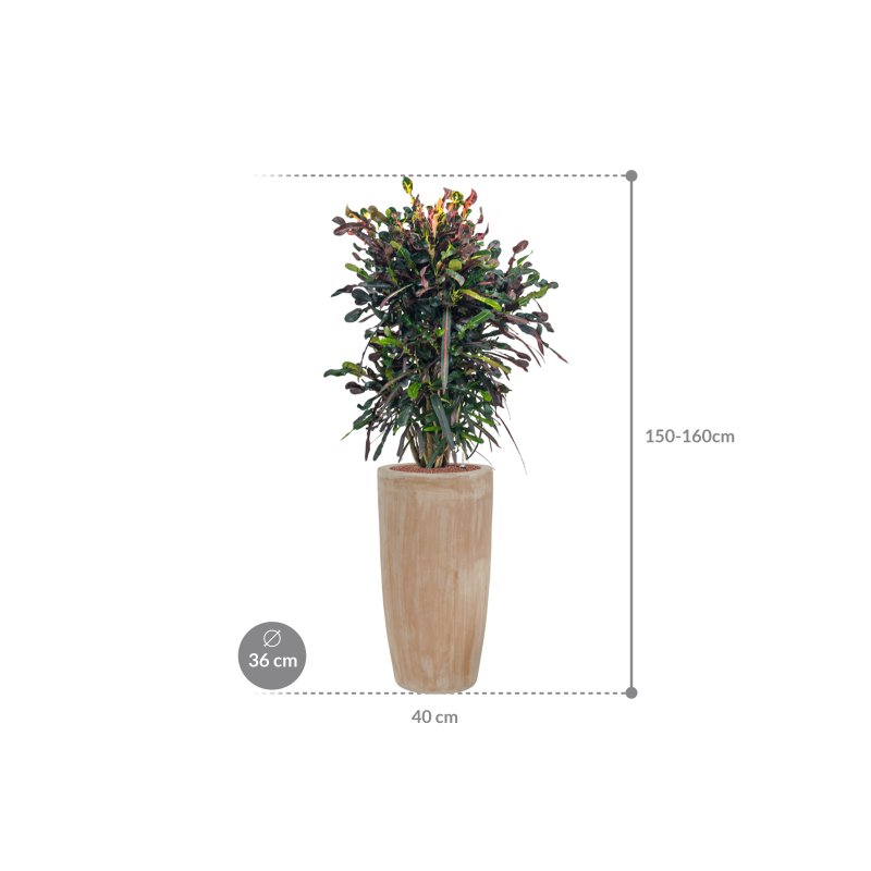 Croton Variegatum Mammi in Terracotta Partner Antiek