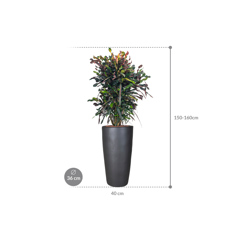 Croton Variegatum Mammi in Emperador Partner Straight Antraciet
