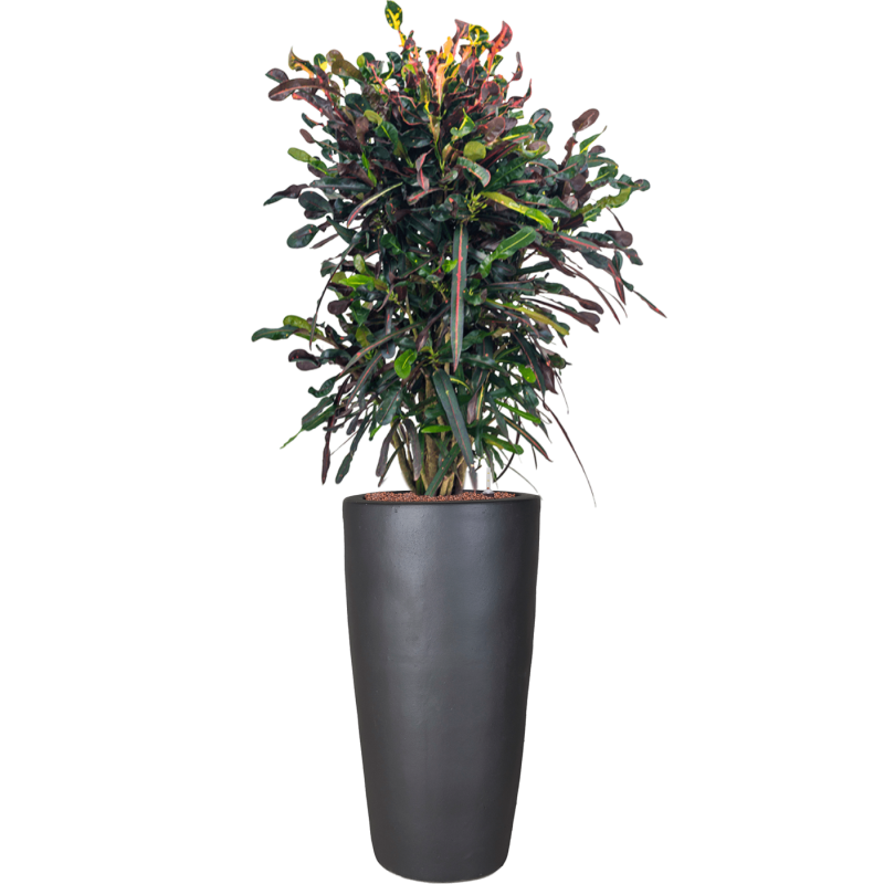 Croton Variegatum Mammi in Emperador Partner Straight Antraciet