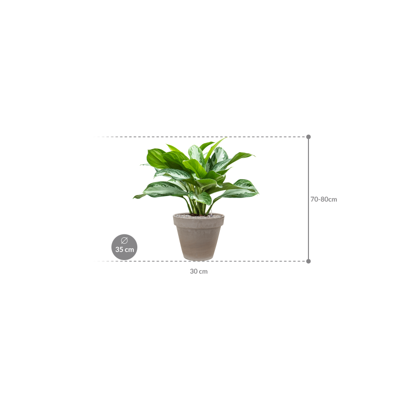 Aglaonema Silver Bay in Terracotta Grijs