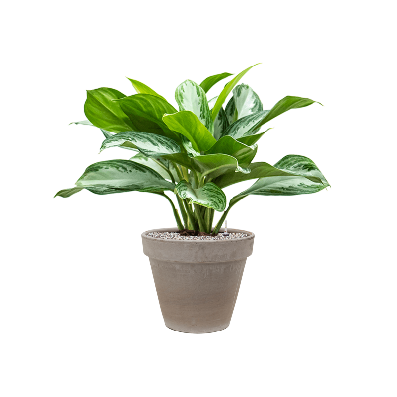 Aglaonema Silver Bay in Terracotta Grijs