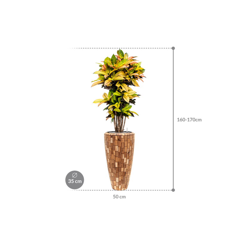 Croton Variegatum Mrs. Iceton in Facets Jenga Partner