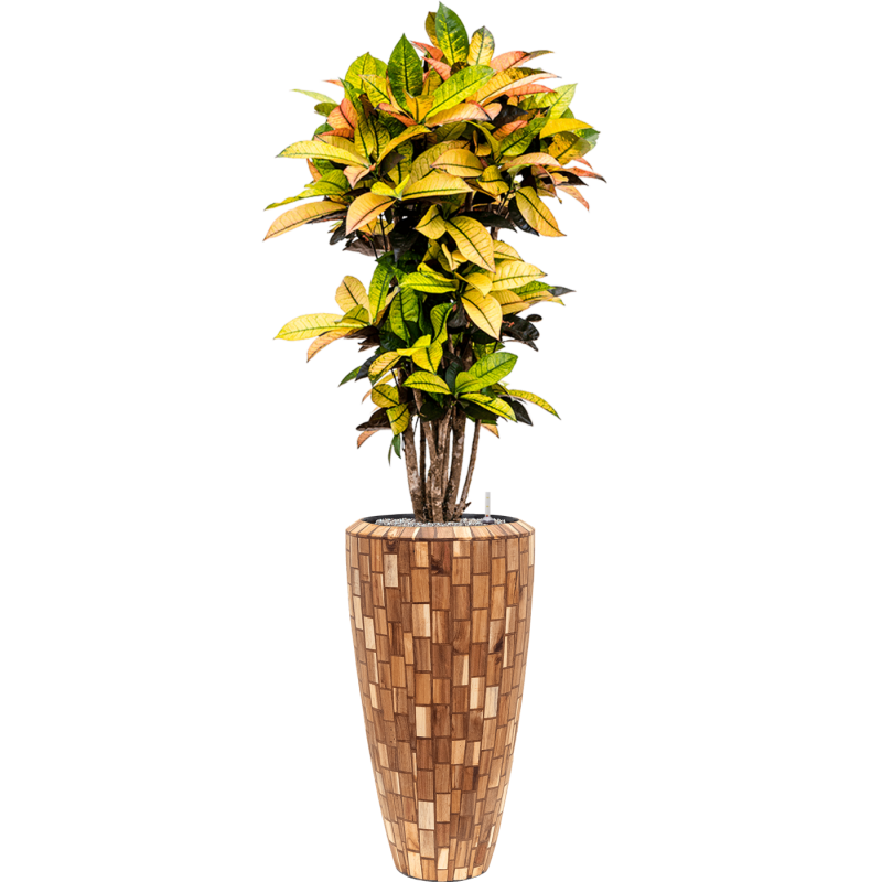 Croton Variegatum Mrs. Iceton in Facets Jenga Partner