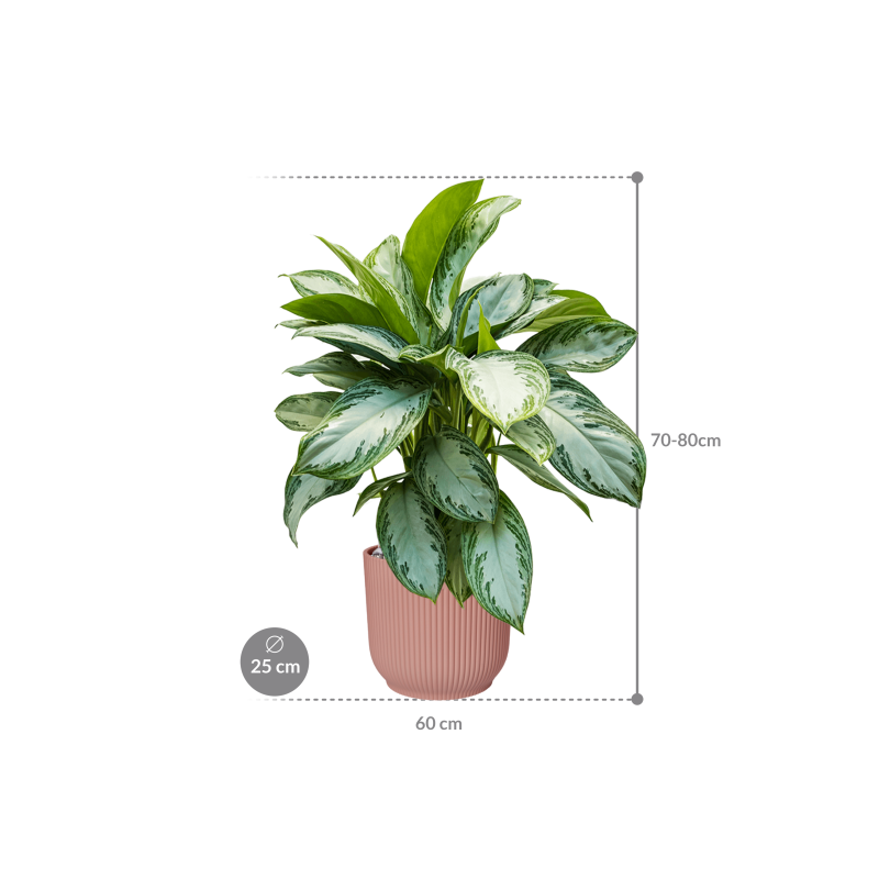 Aglaonema Silver Bay in Elho Vibes Roze