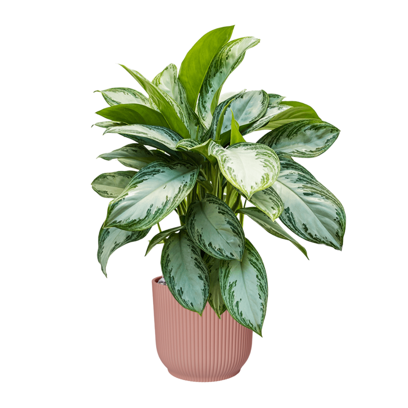 Aglaonema Silver Bay in Elho Vibes Roze