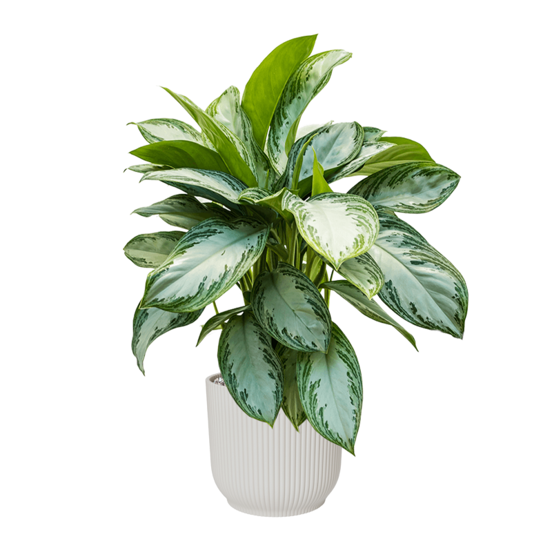 Aglaonema Silver Bay in Elho Vibes Wit