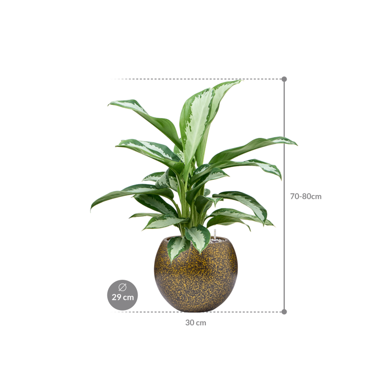 Aglaonema Silver Moon in Capi Lux Terrazzo Bowl Goud