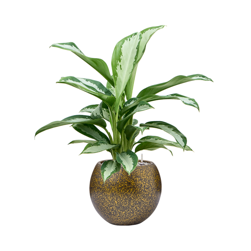 Aglaonema Silver Moon in Capi Lux Terrazzo Bowl Goud