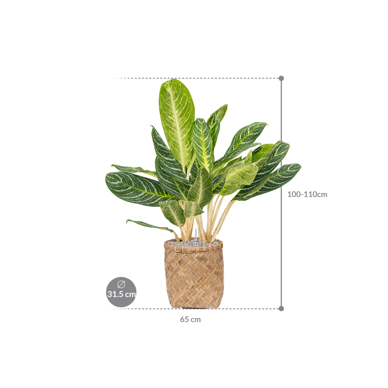 Aglaonema Key Lime in Bohemian Bamboo Zayn