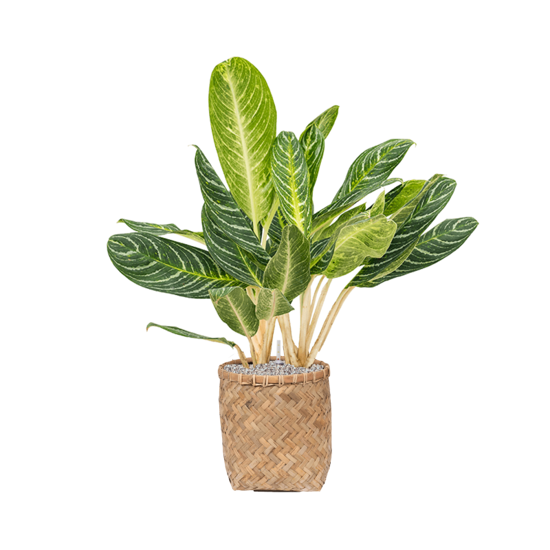 Aglaonema Key Lime in Bohemian Bamboo Zayn