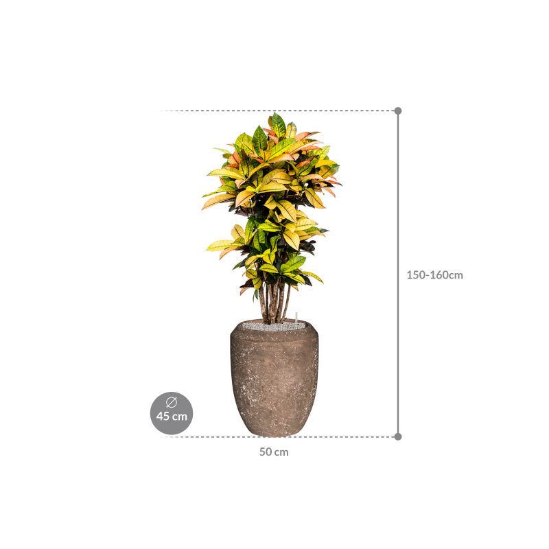 Croton Variegatum Mrs. Iceton in Baq Polystone Coated Coppa Rock