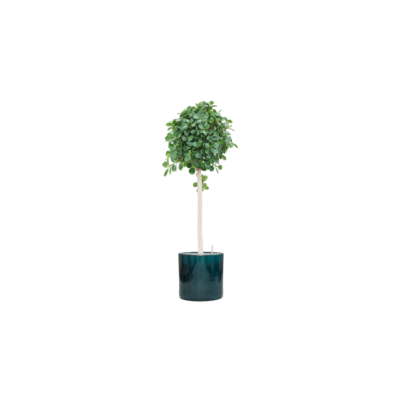 Ficus Panda op stam