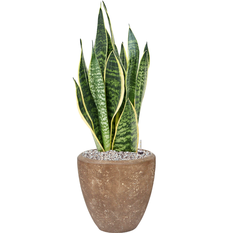 Polystone Plain Couple Bruin