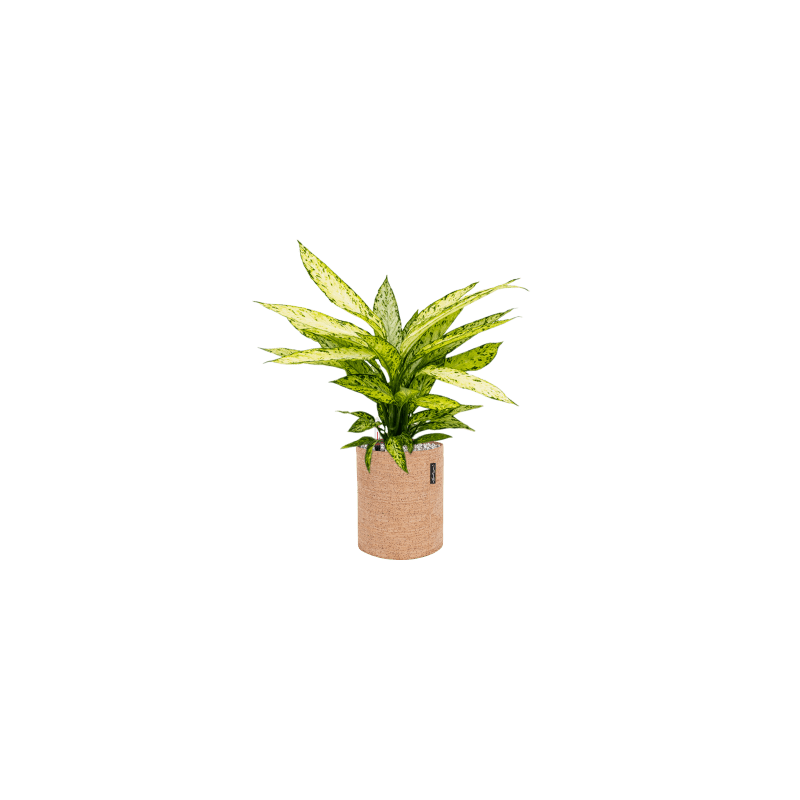 Dieffenbachia Vesuvius