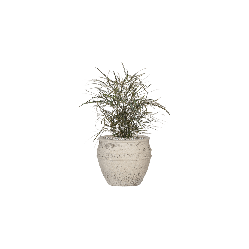 Dizygotheca Elegantissima