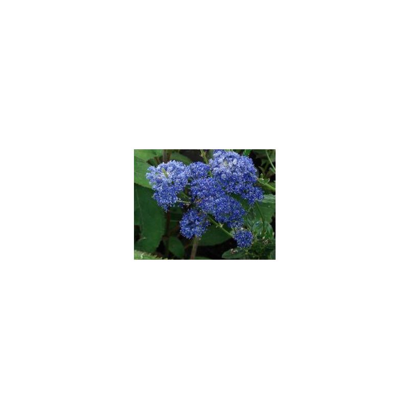 Ceanothus Concha